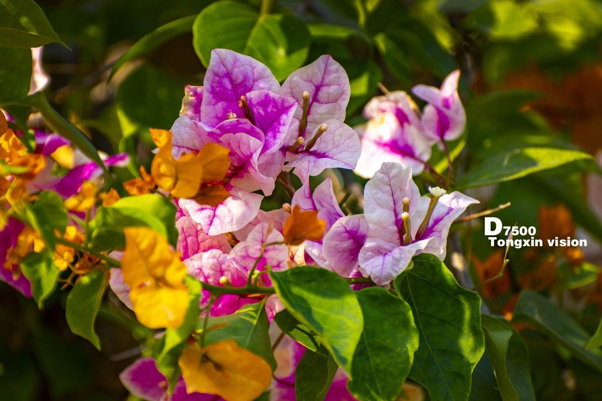 花千谷里的花——三角梅（5）