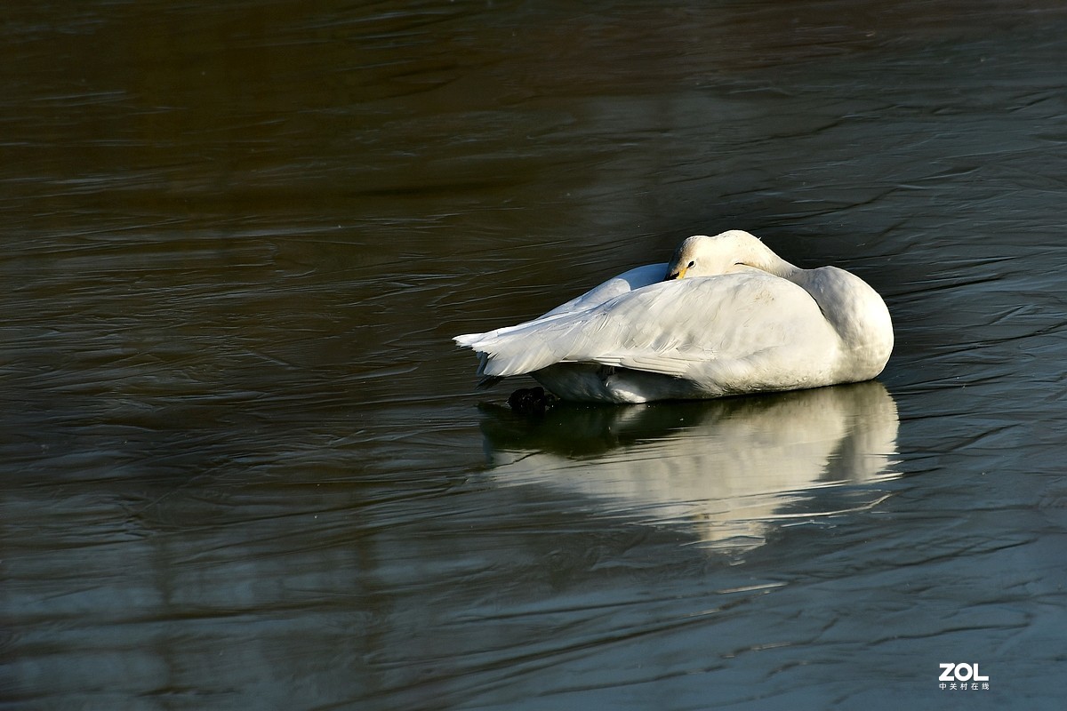 【视觉光影】湿地抓拍（6）