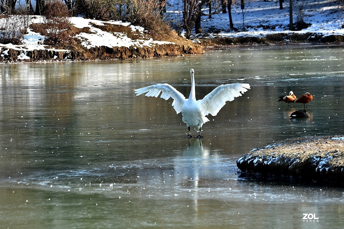 【视觉光影】湿地抓拍（6）