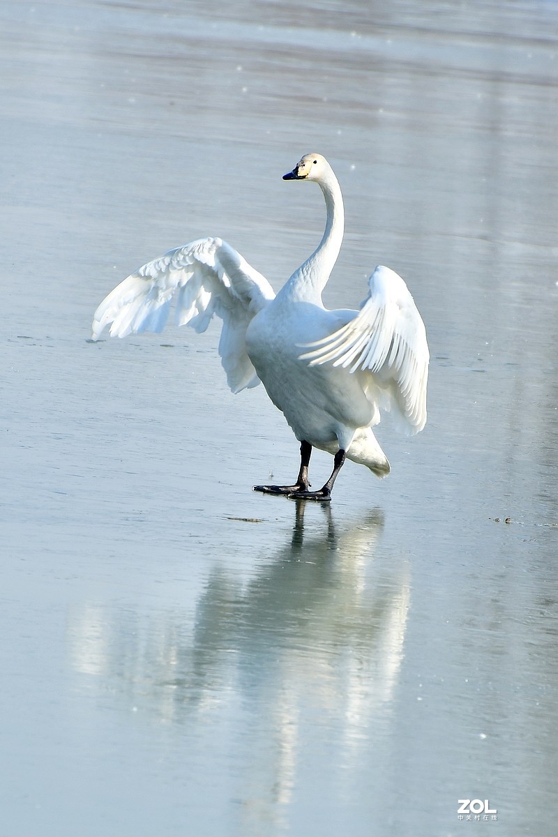 【视觉光影】湿地抓拍（6）