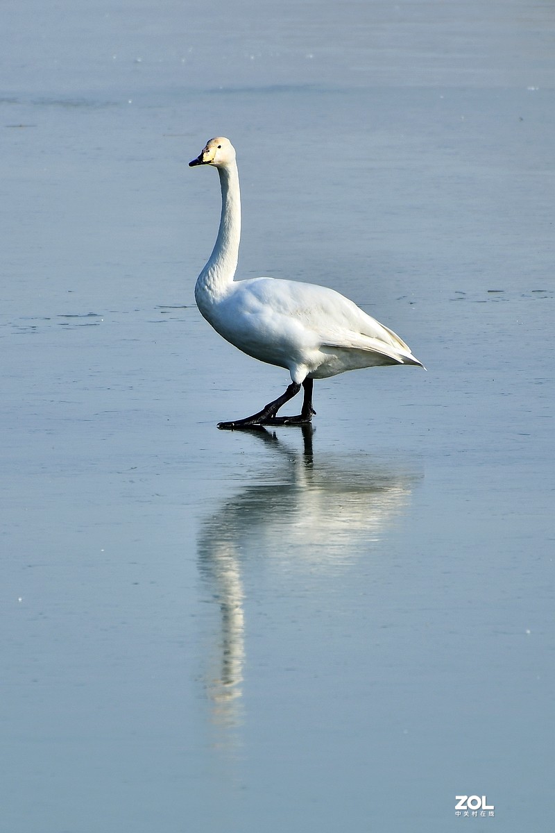 【视觉光影】湿地抓拍（6）