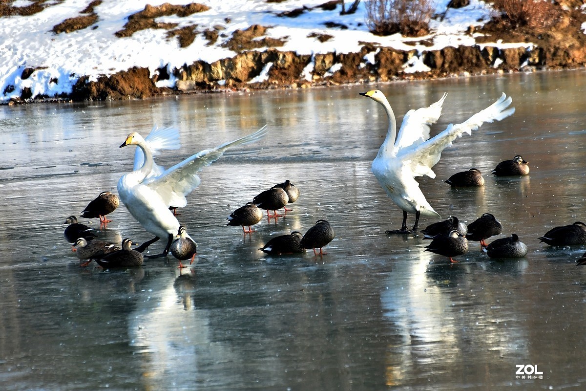 【视觉光影】湿地抓拍（6）
