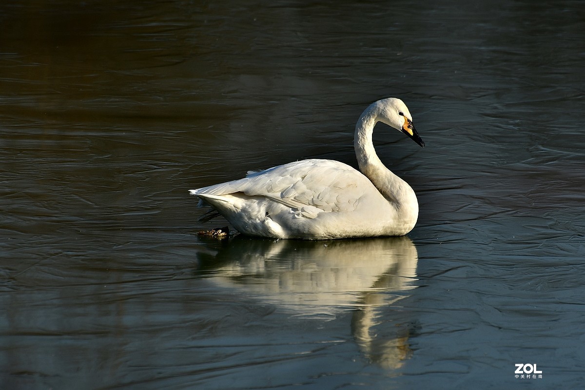 【视觉光影】湿地抓拍（6）