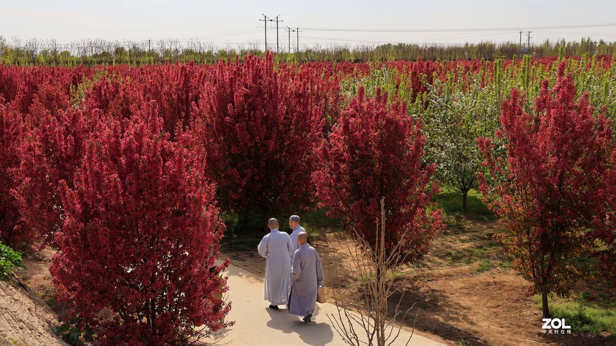 苗圃（EF24-105 F4)