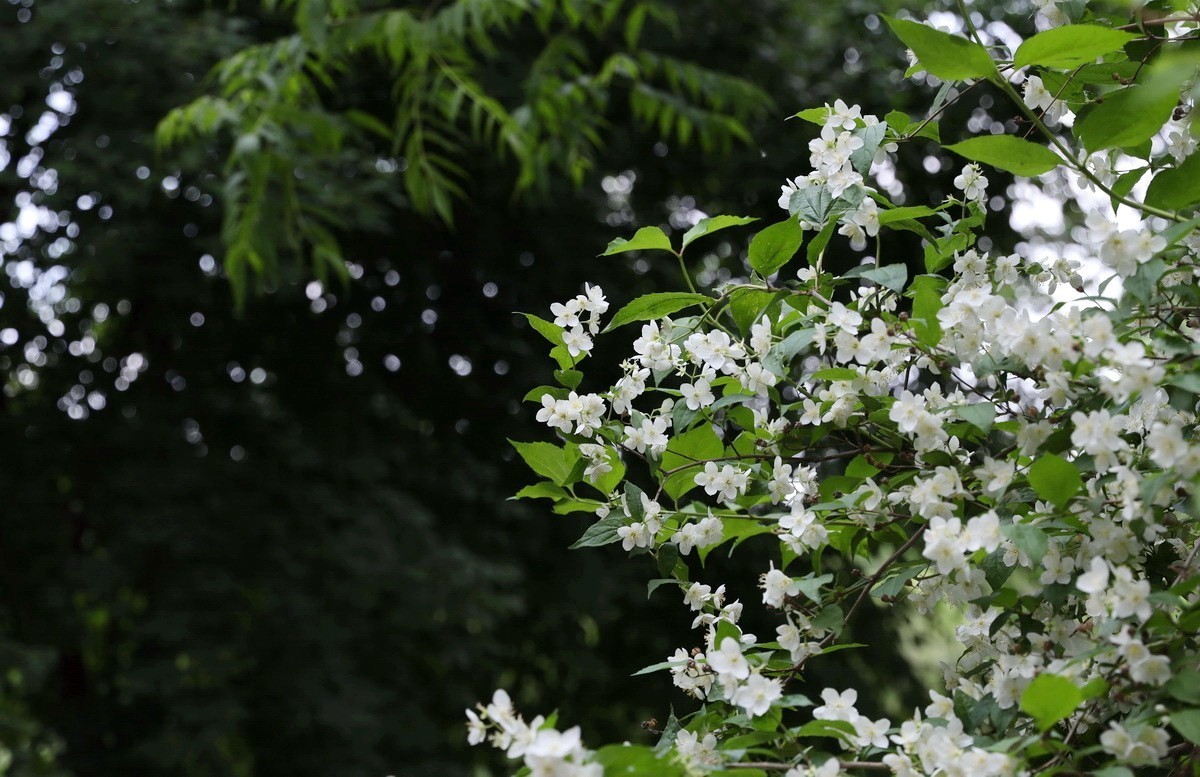 小花皎洁