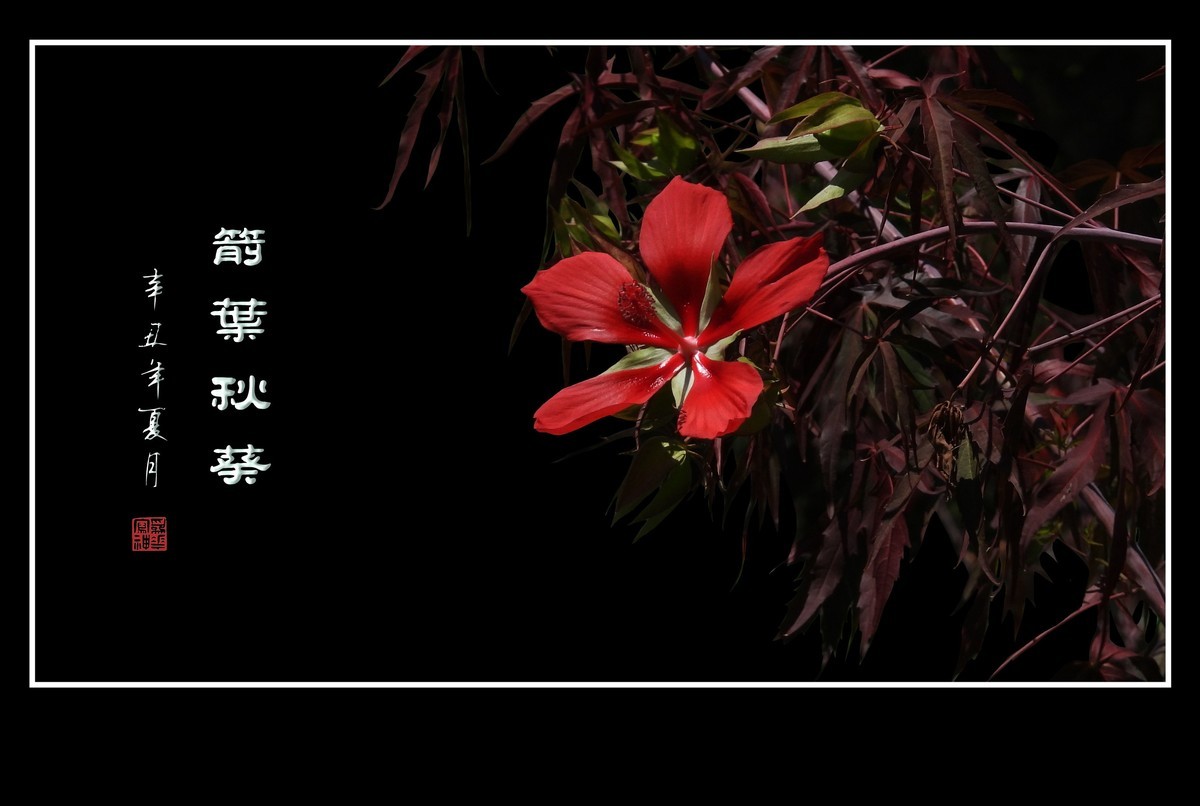 红红火火的箭叶秋葵