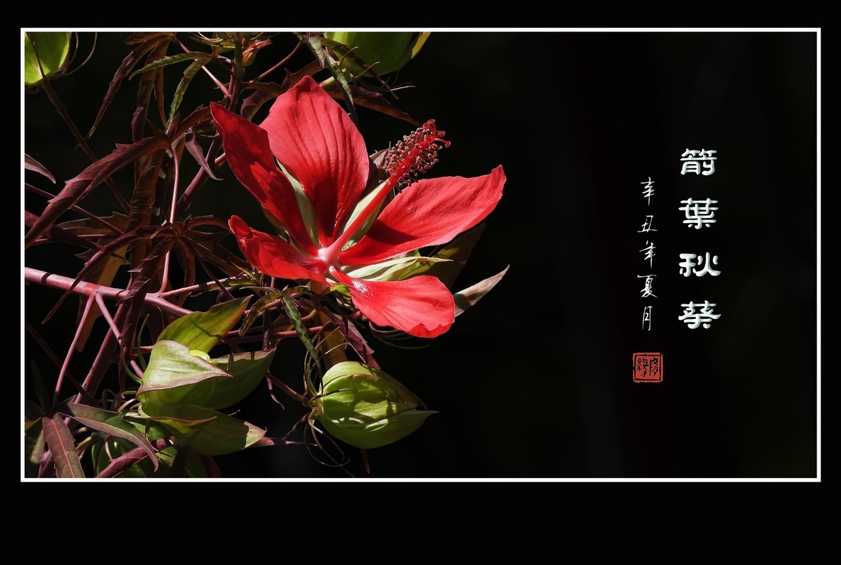 红红火火的箭叶秋葵