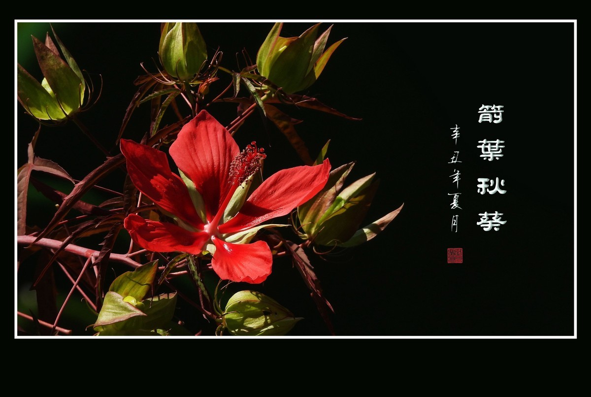 红红火火的箭叶秋葵