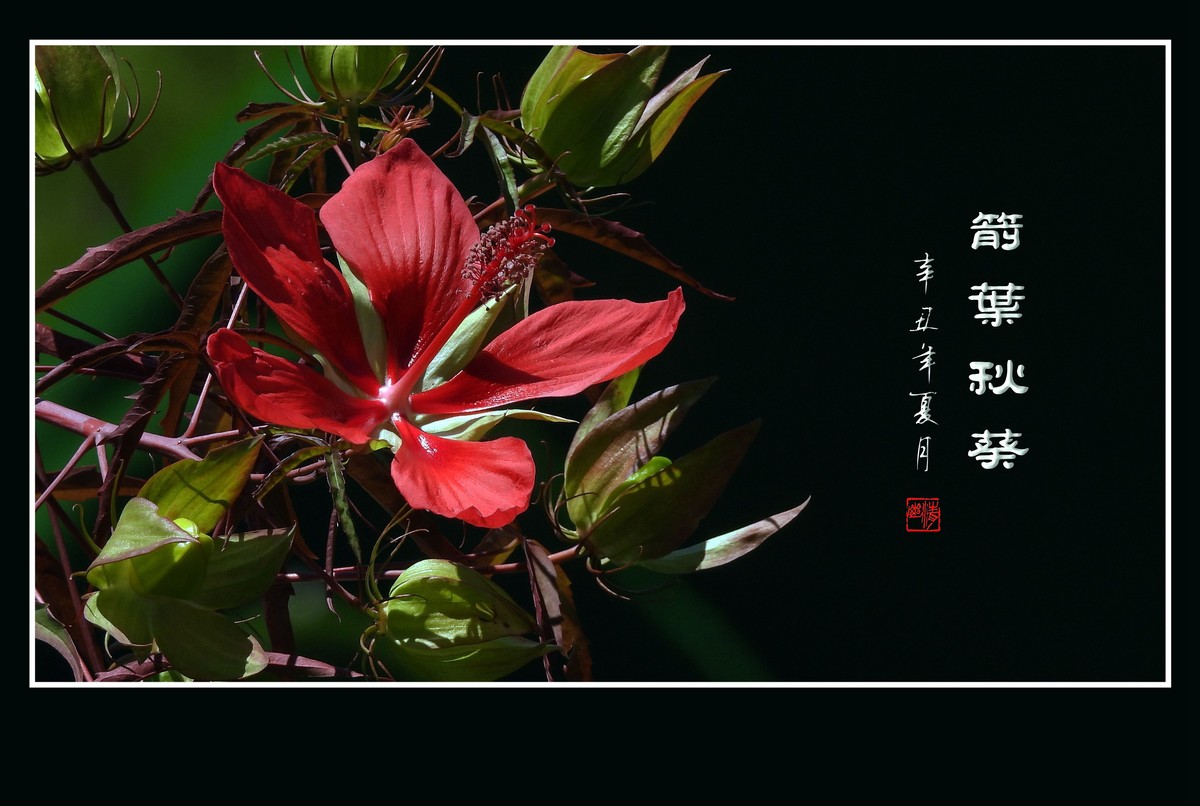 红红火火的箭叶秋葵