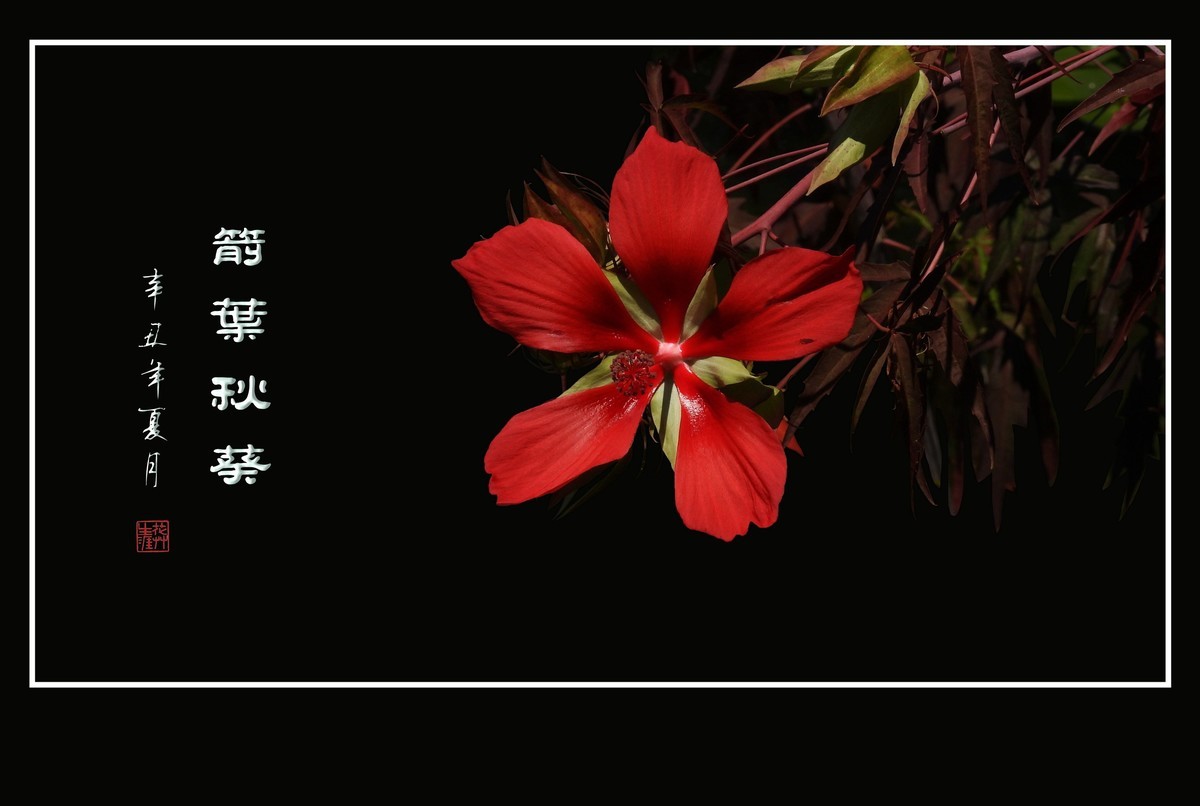 红红火火的箭叶秋葵