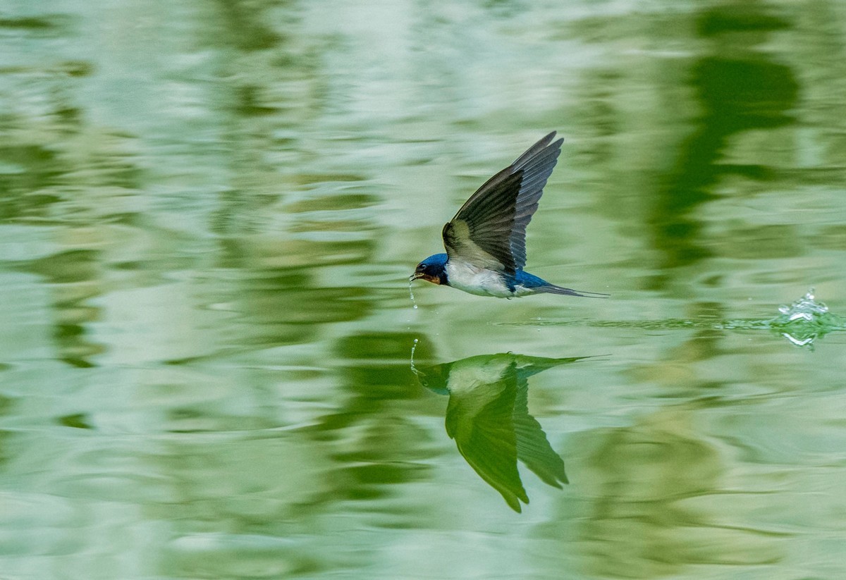 掠过的燕子十三