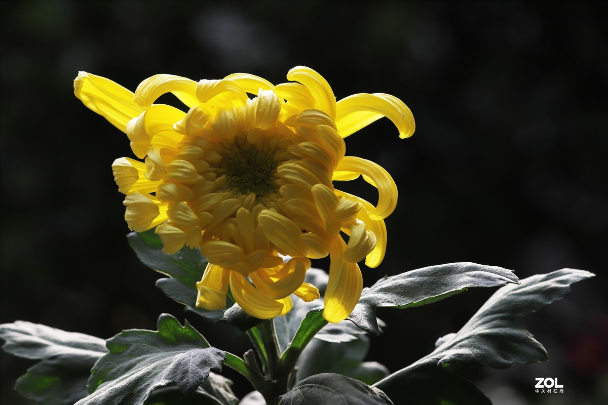 菊花17