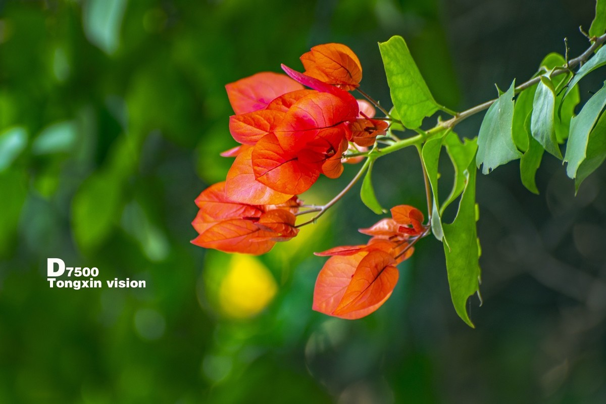 花千谷里的花——三角梅（5）
