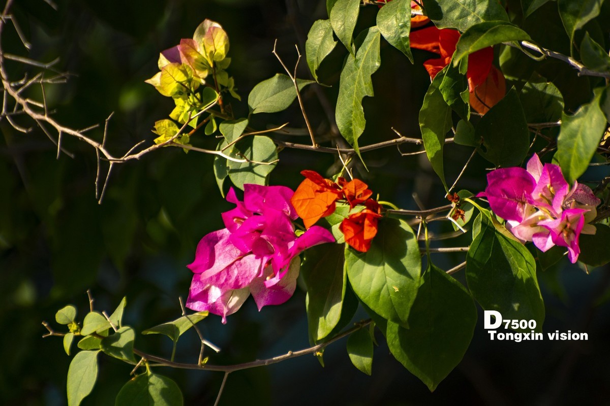 花千谷里的花——三角梅（5）