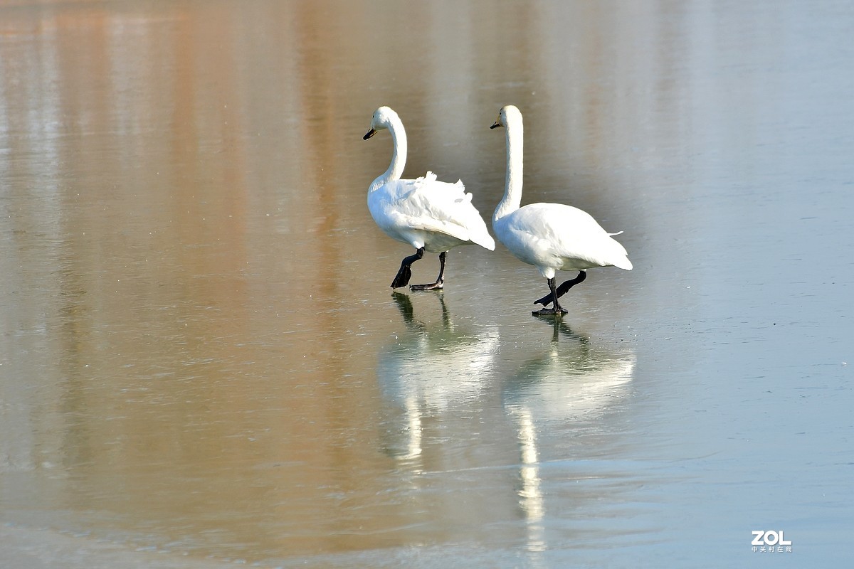 【视觉光影】湿地抓拍（6）