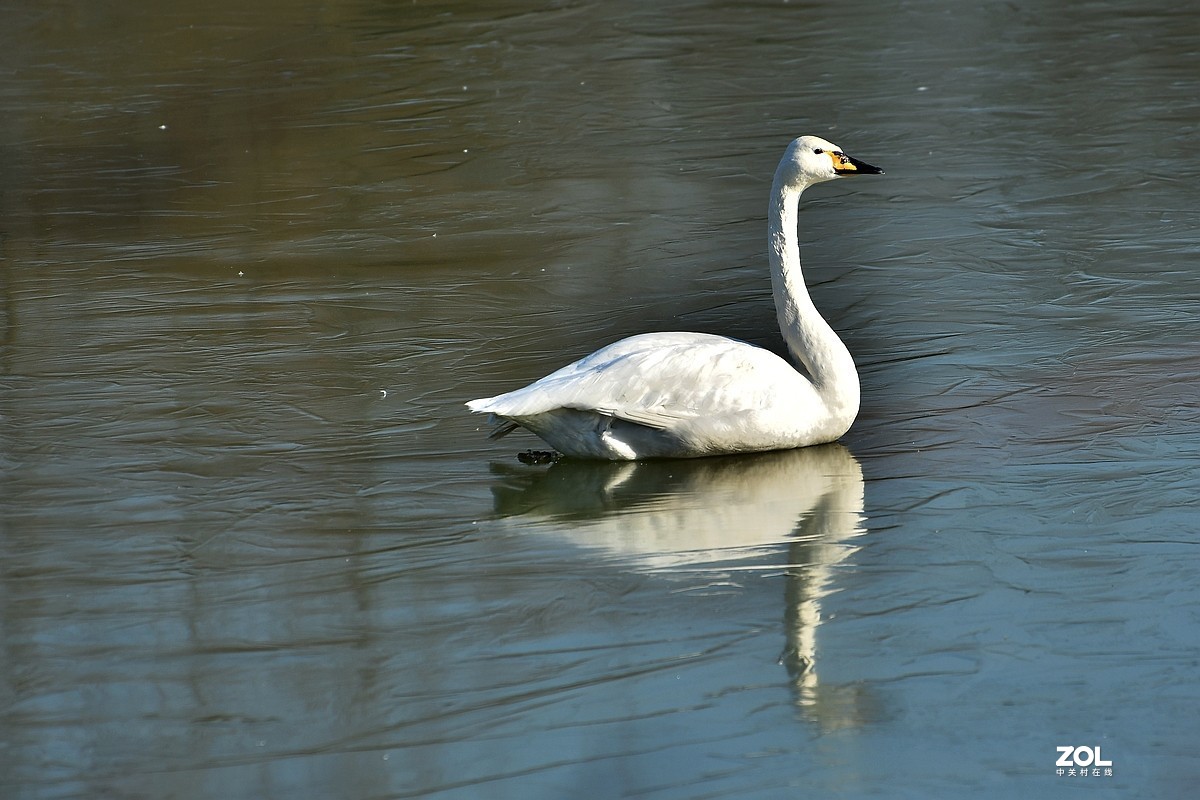 【视觉光影】湿地抓拍（6）