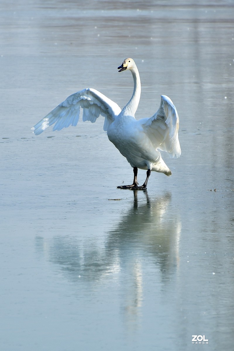 【视觉光影】湿地抓拍（6）