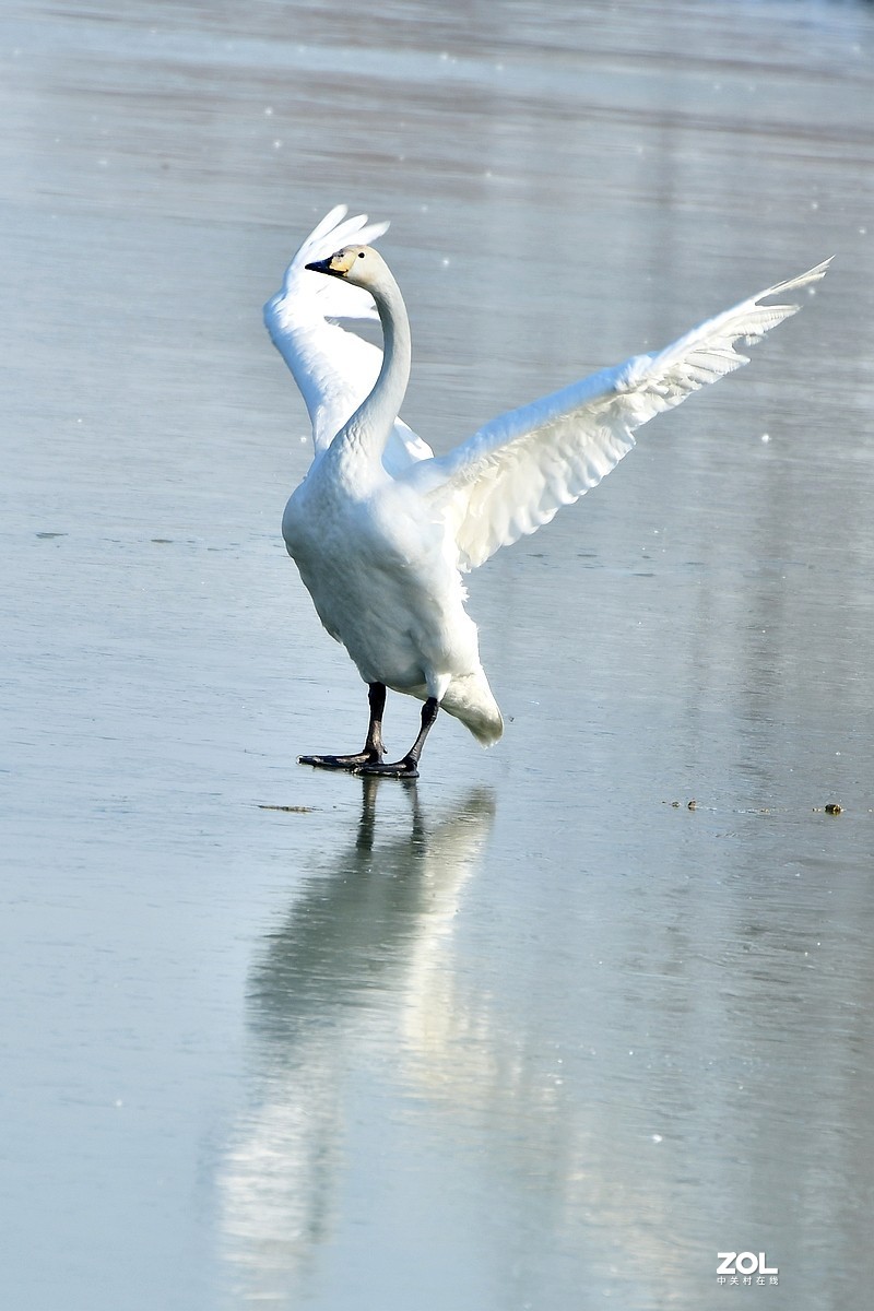 【视觉光影】湿地抓拍（6）