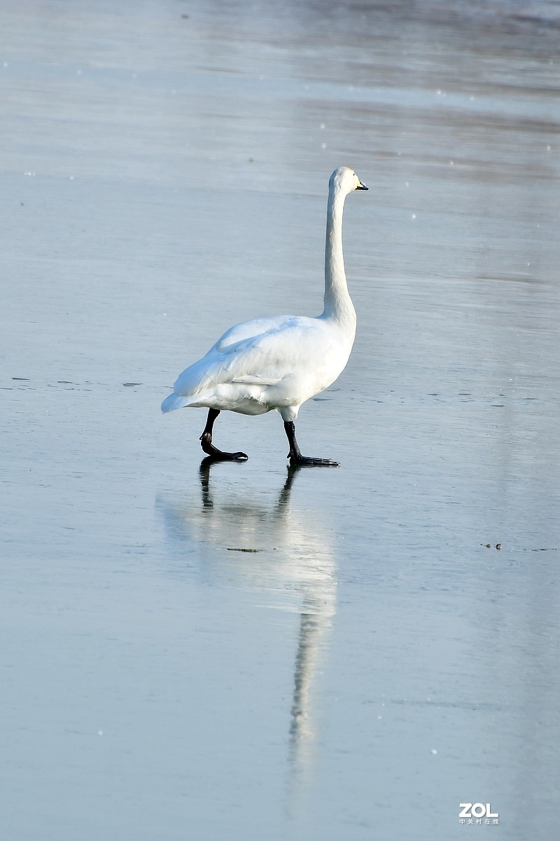 【视觉光影】湿地抓拍（6）