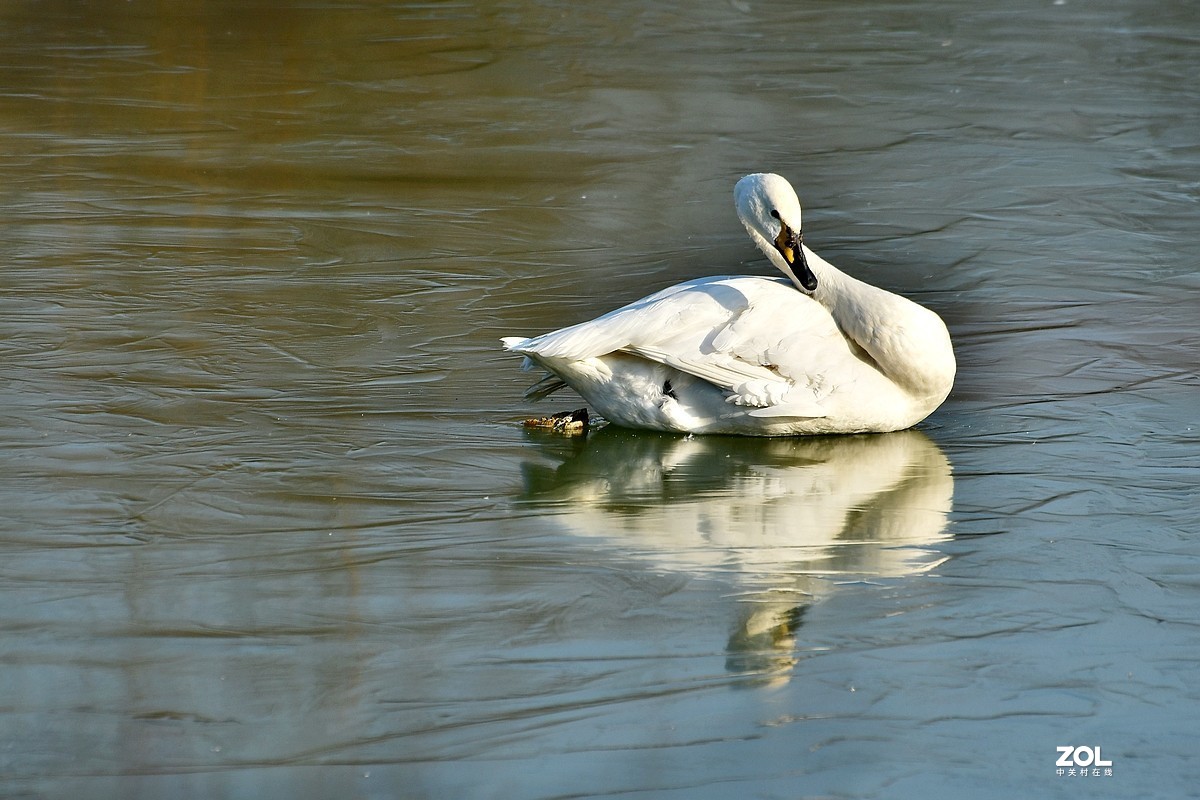 【视觉光影】湿地抓拍（6）