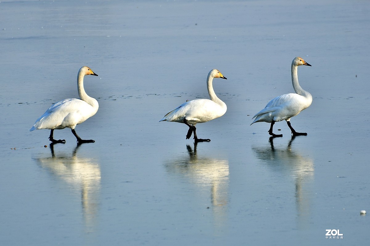 【视觉光影】湿地抓拍（6）