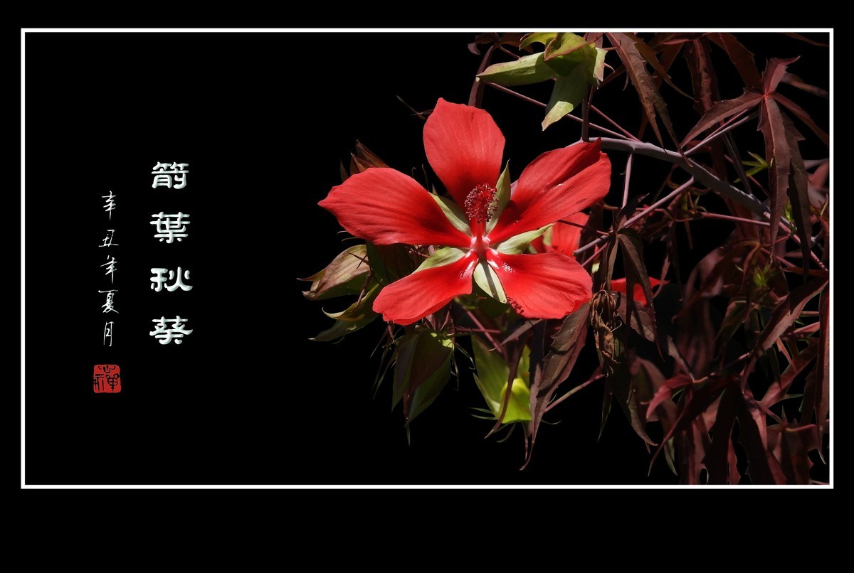 红红火火的箭叶秋葵