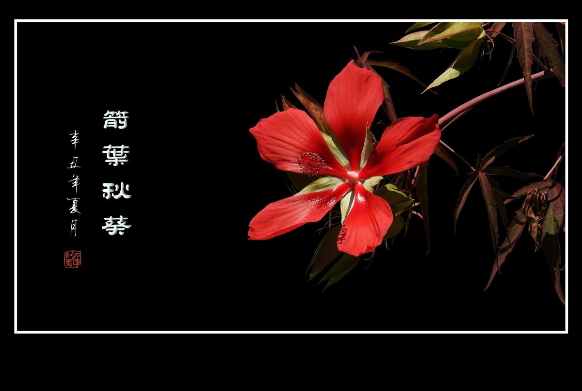 红红火火的箭叶秋葵