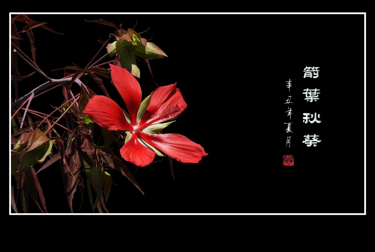 红红火火的箭叶秋葵