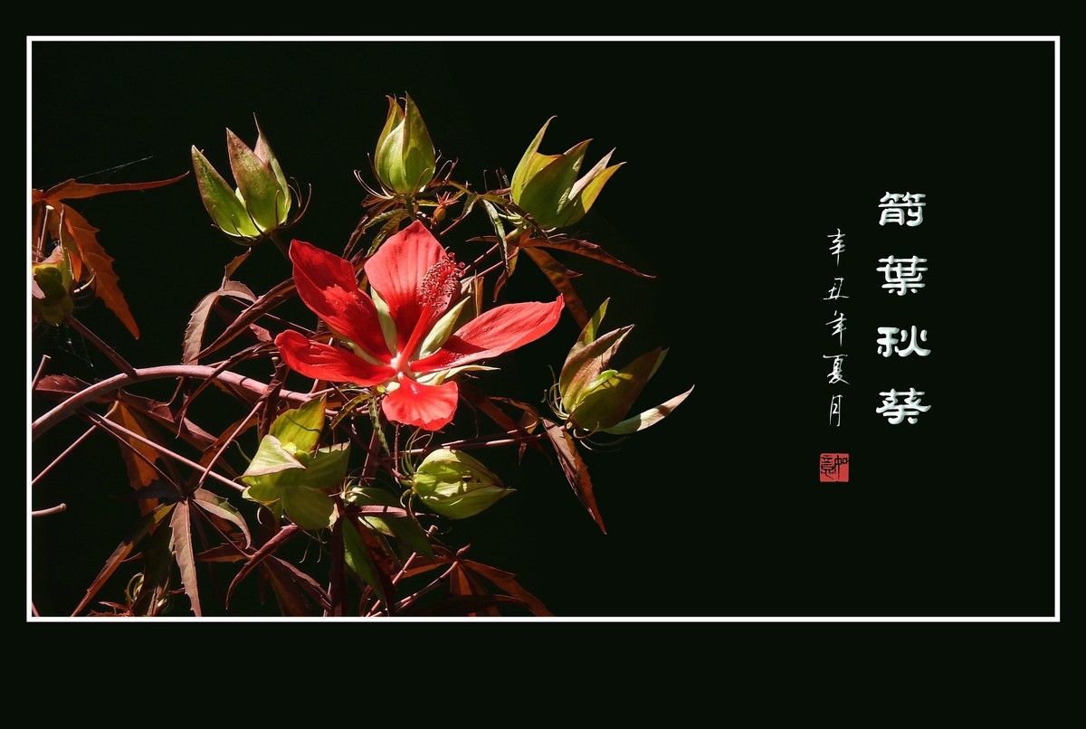 红红火火的箭叶秋葵