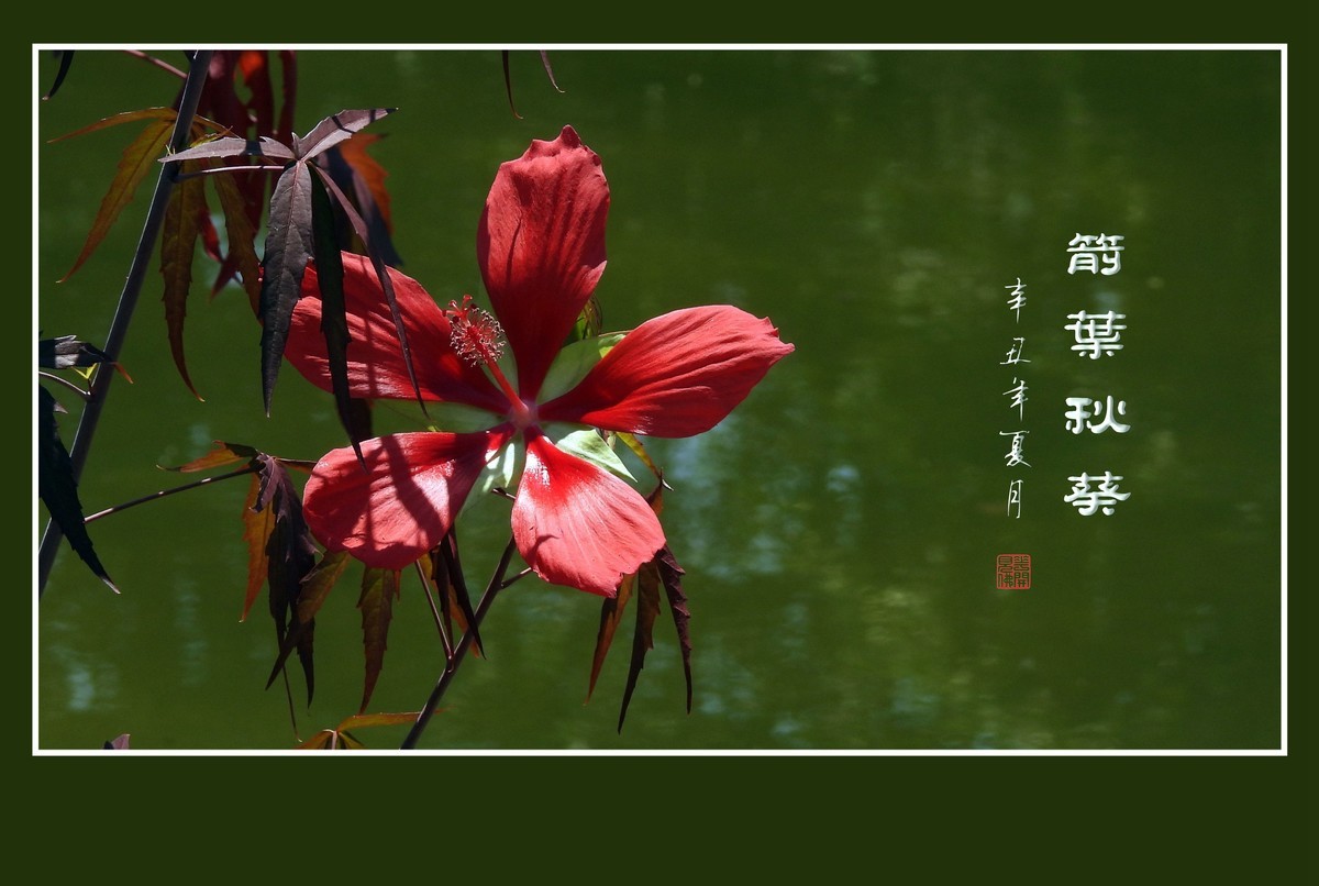 红红火火的箭叶秋葵