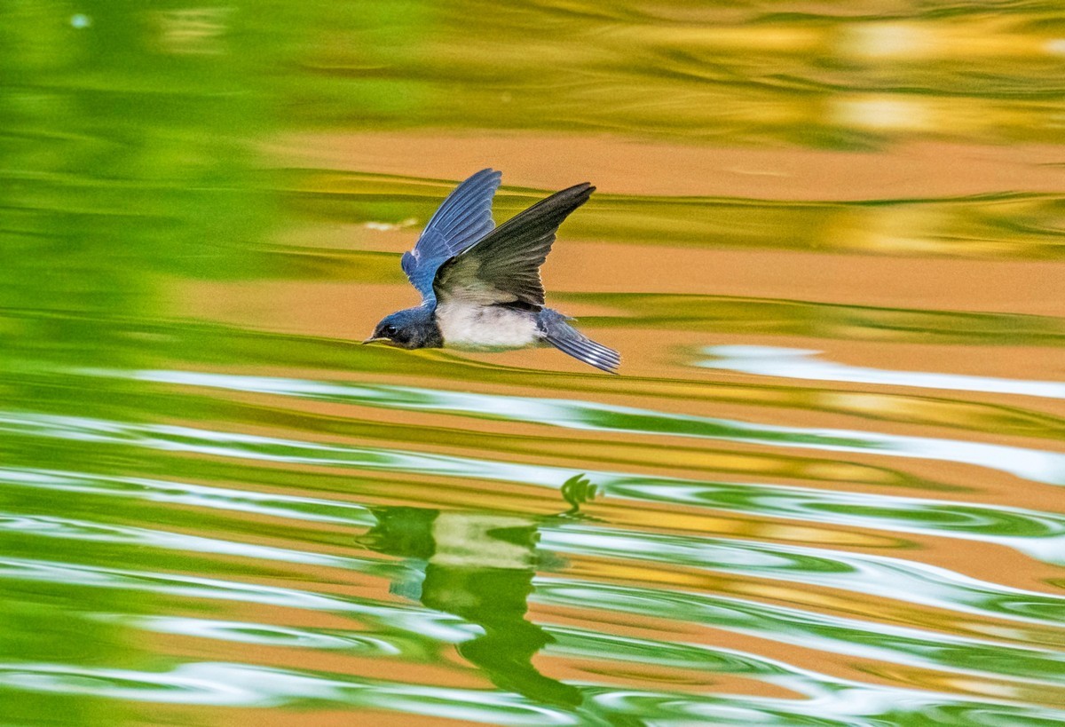 掠过的燕子十三