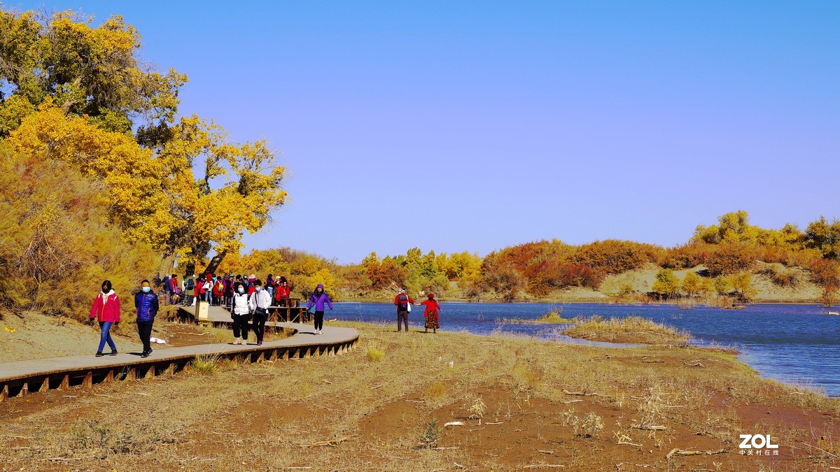 额济纳一～四道桥胡杨林【2】