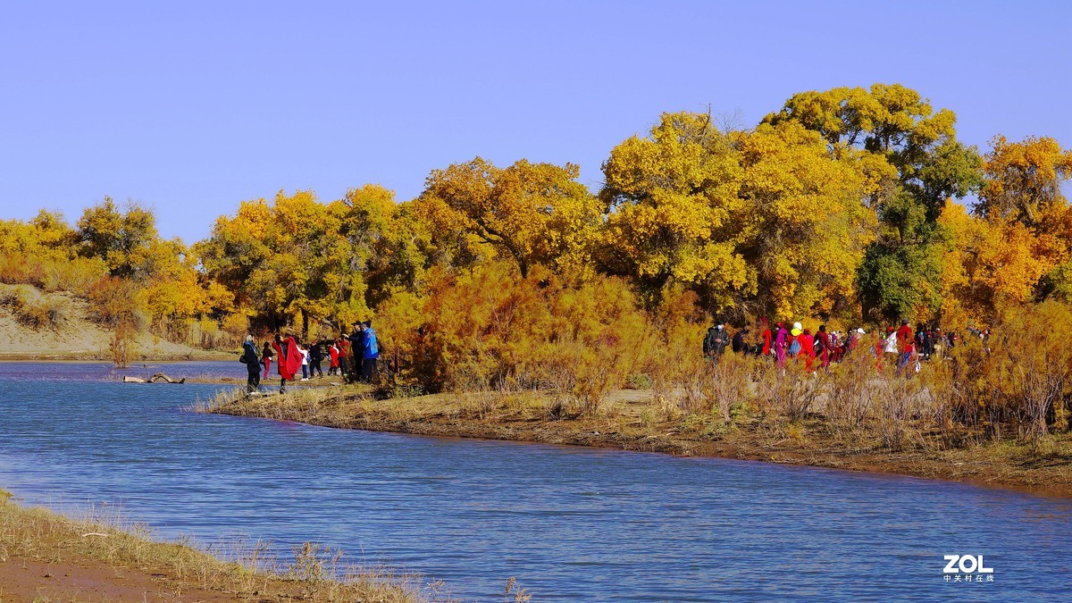 额济纳一～四道桥胡杨林【2】