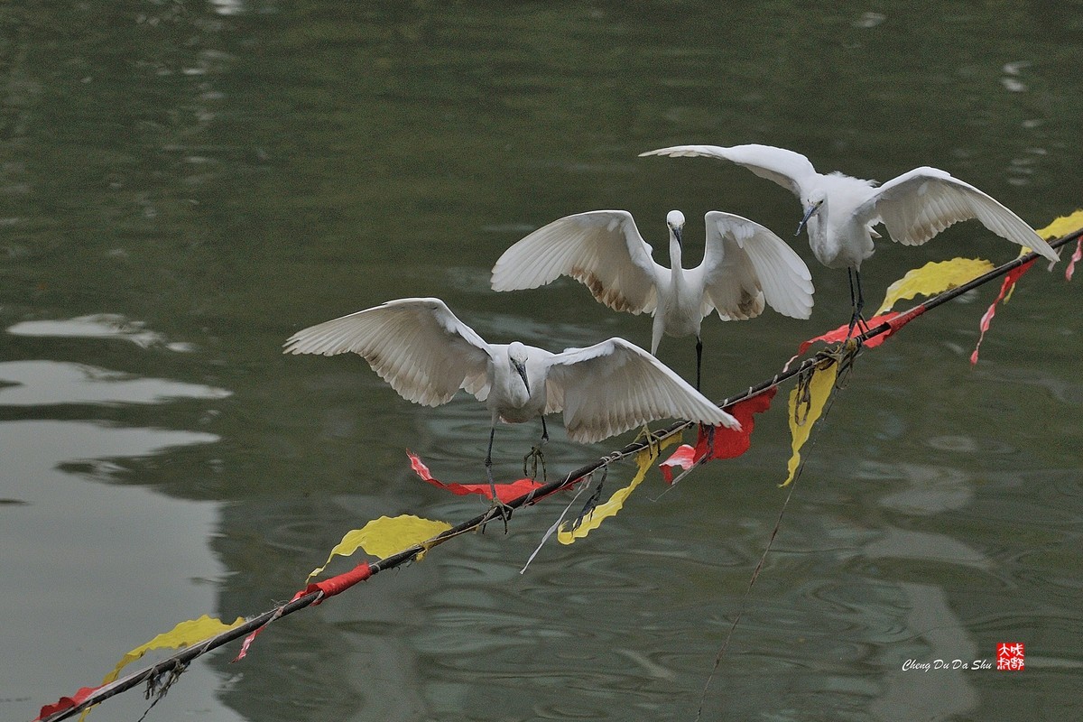 拍鹭纪实【158】