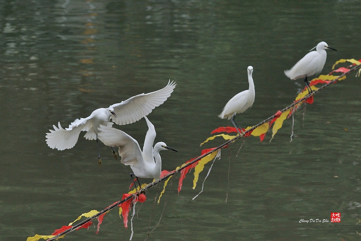 拍鹭纪实【158】