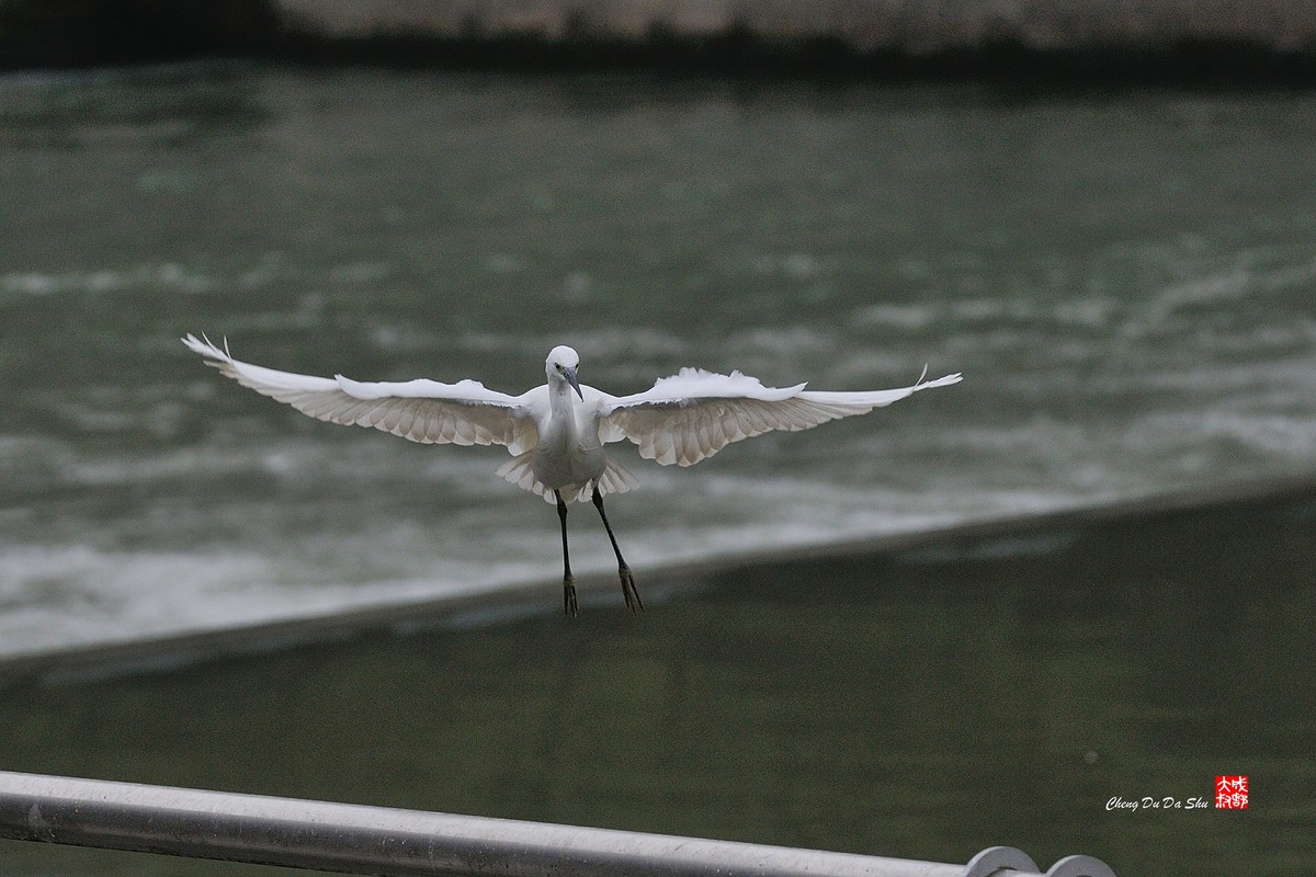 拍鹭纪实【158】