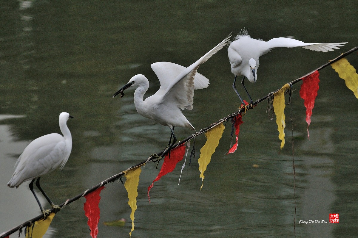 拍鹭纪实【158】