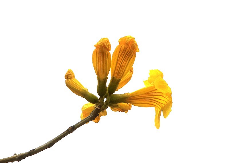 271【寿星老海南游摄日记】21.02.20临髙县长島兰湾：非常漂亮的黄钟木！