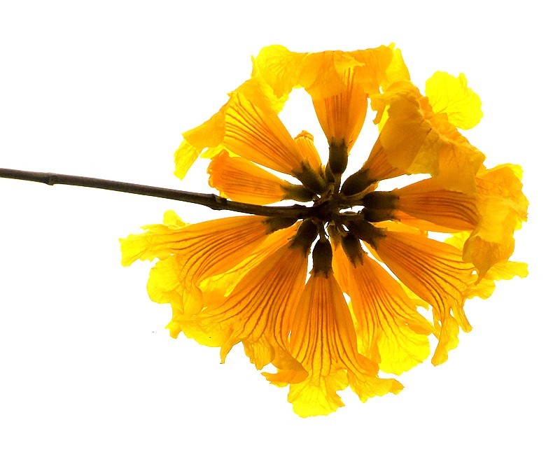 271【寿星老海南游摄日记】21.02.20临髙县长島兰湾：非常漂亮的黄钟木！