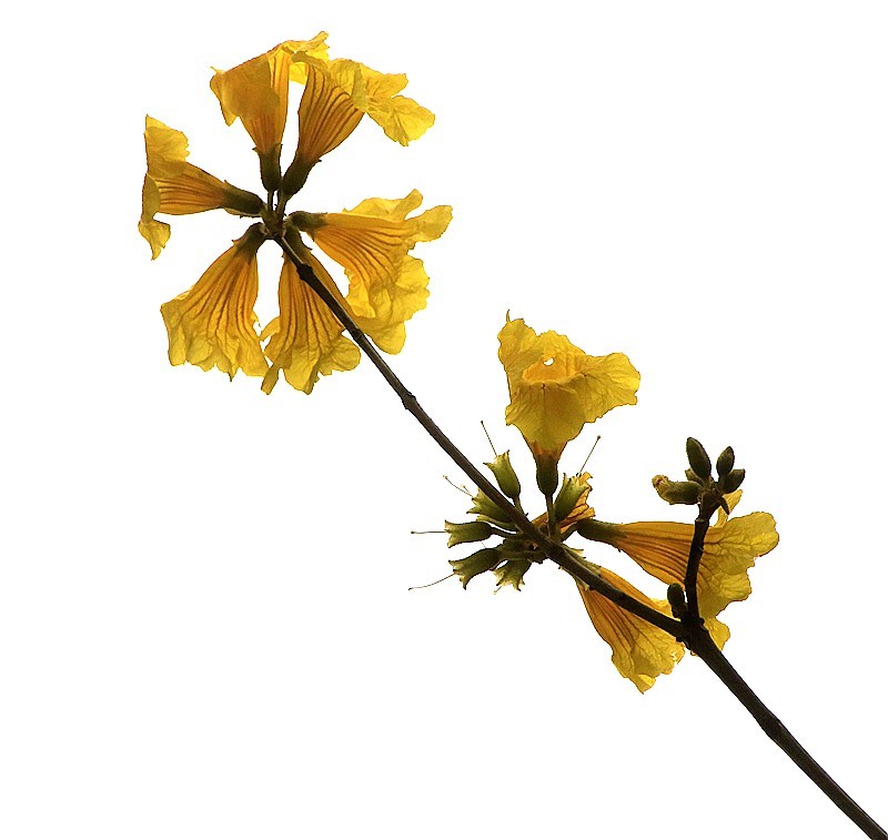 271【寿星老海南游摄日记】21.02.20临髙县长島兰湾：非常漂亮的黄钟木！