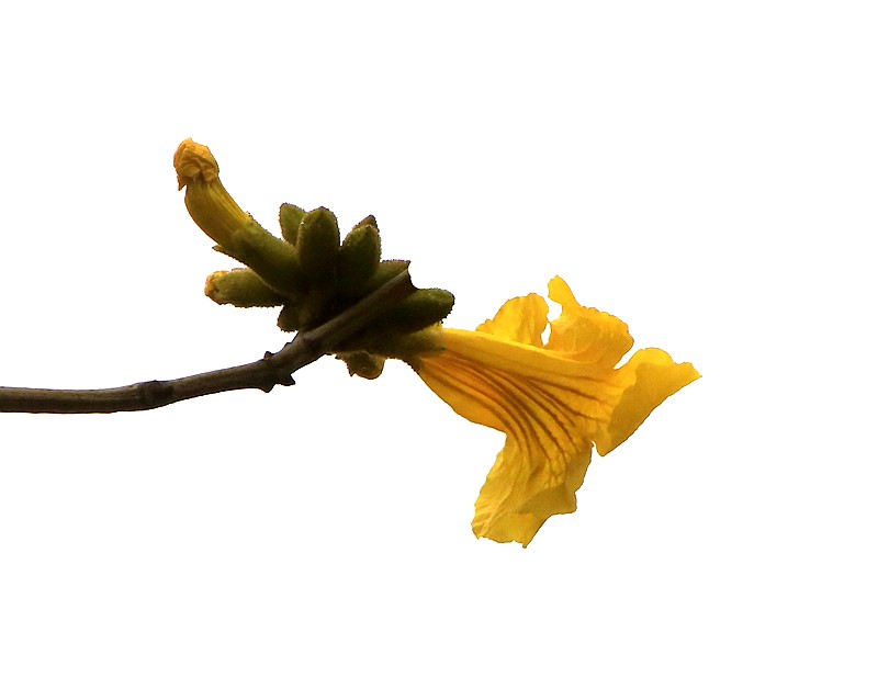 271【寿星老海南游摄日记】21.02.20临髙县长島兰湾：非常漂亮的黄钟木！