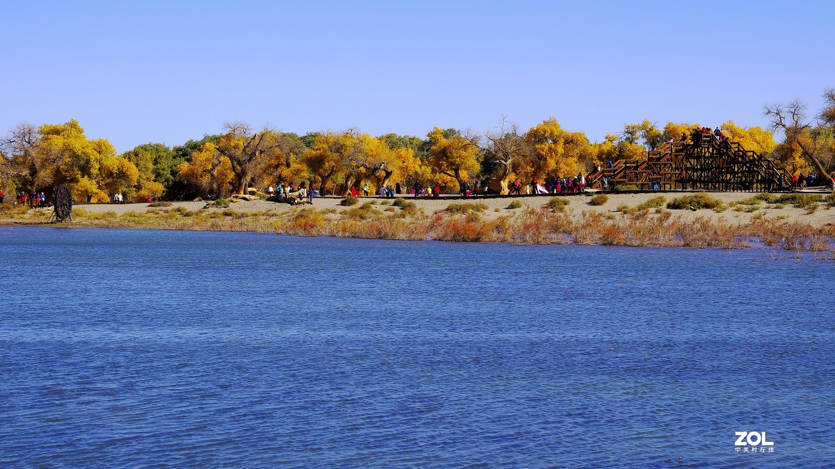 额济纳一～四道桥胡杨林【2】