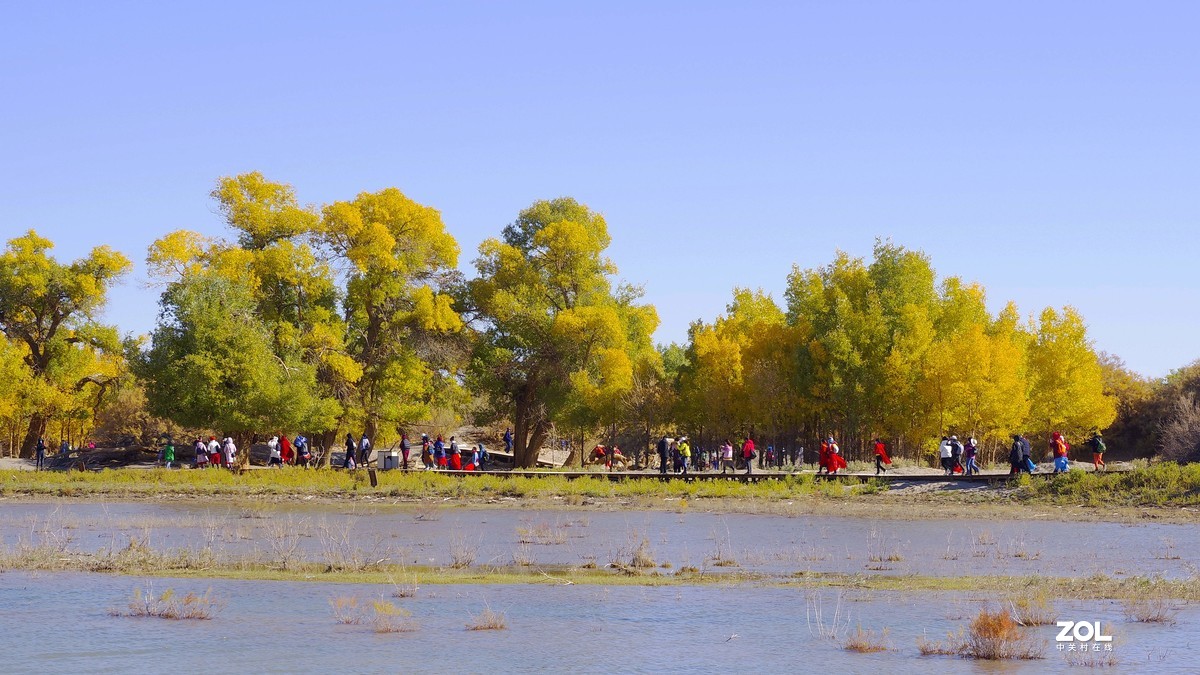 额济纳一～四道桥胡杨林【2】