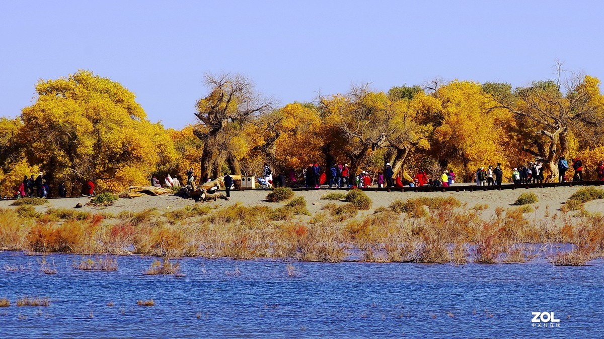 额济纳一～四道桥胡杨林【2】
