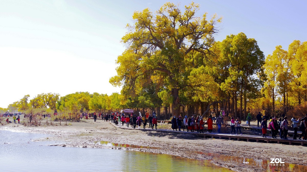 额济纳一～四道桥胡杨林【2】