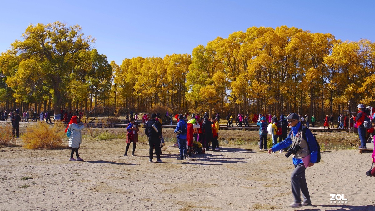 额济纳一～四道桥胡杨林【2】