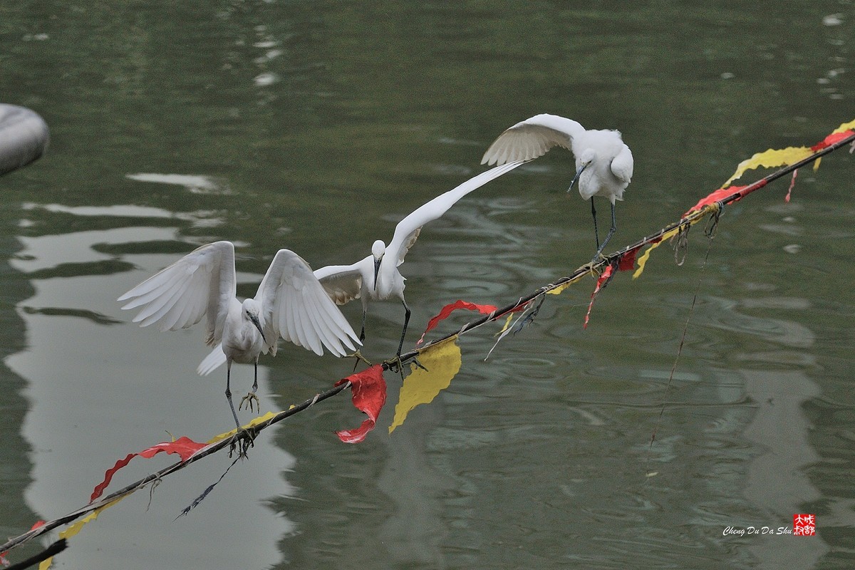拍鹭纪实【158】