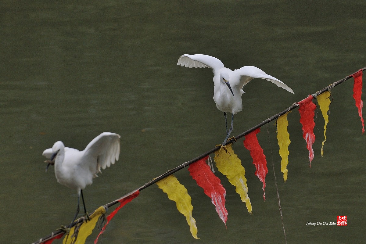 拍鹭纪实【158】