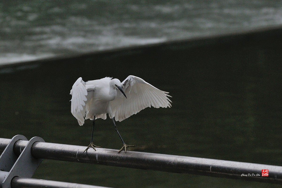 拍鹭纪实【158】