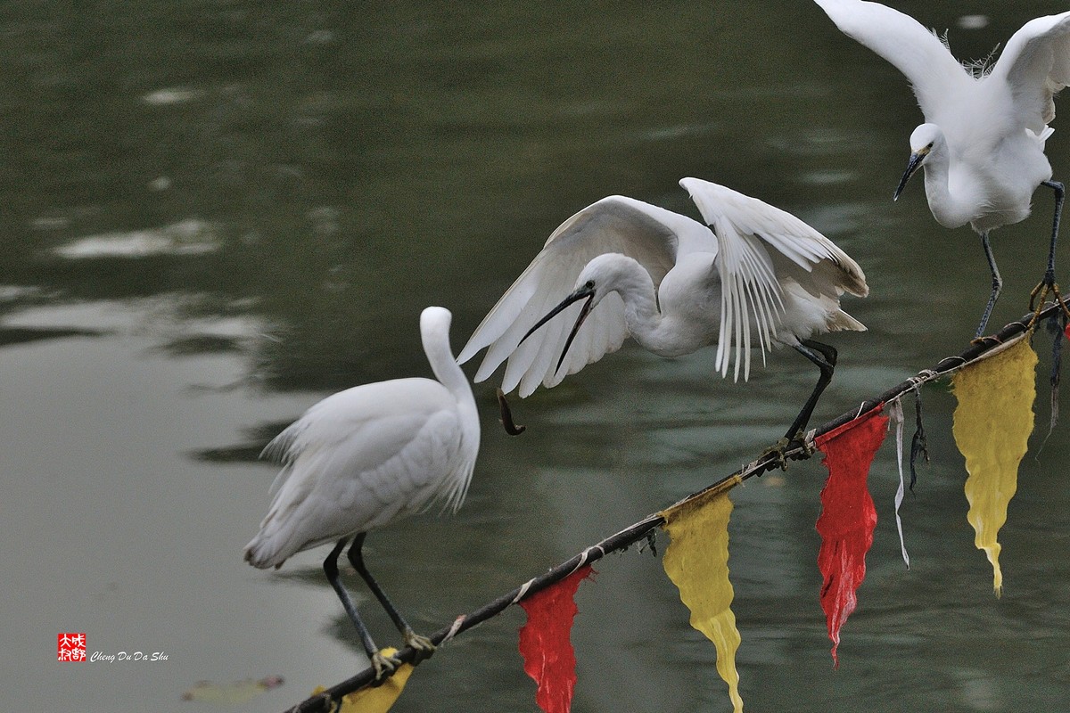 拍鹭纪实【158】